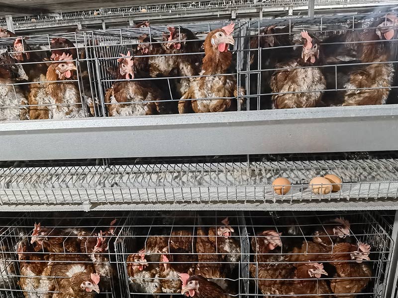 夏季肉雞設(shè)備養(yǎng)雞降溫的錯誤觀念
