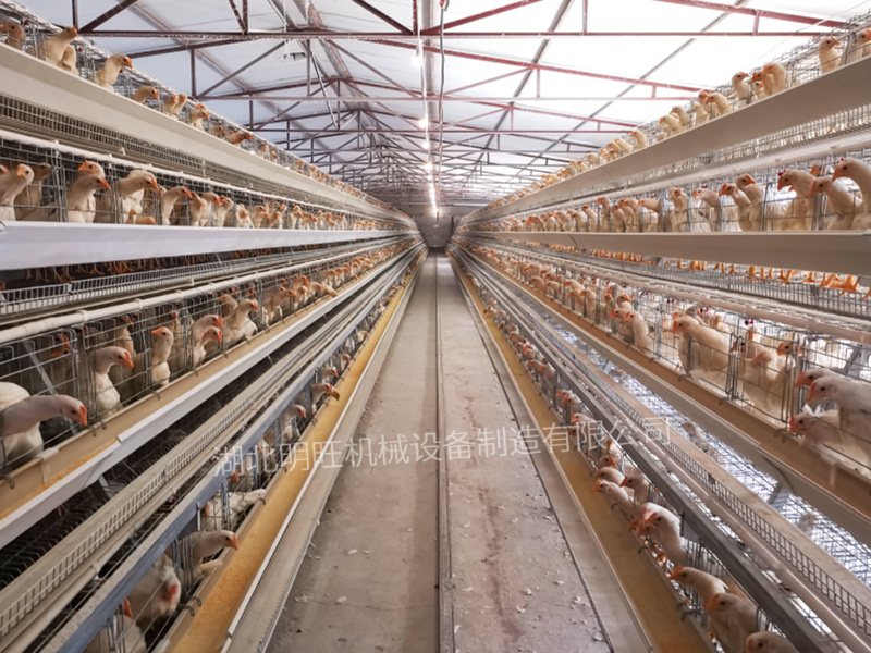 階梯式籠養(yǎng)設備